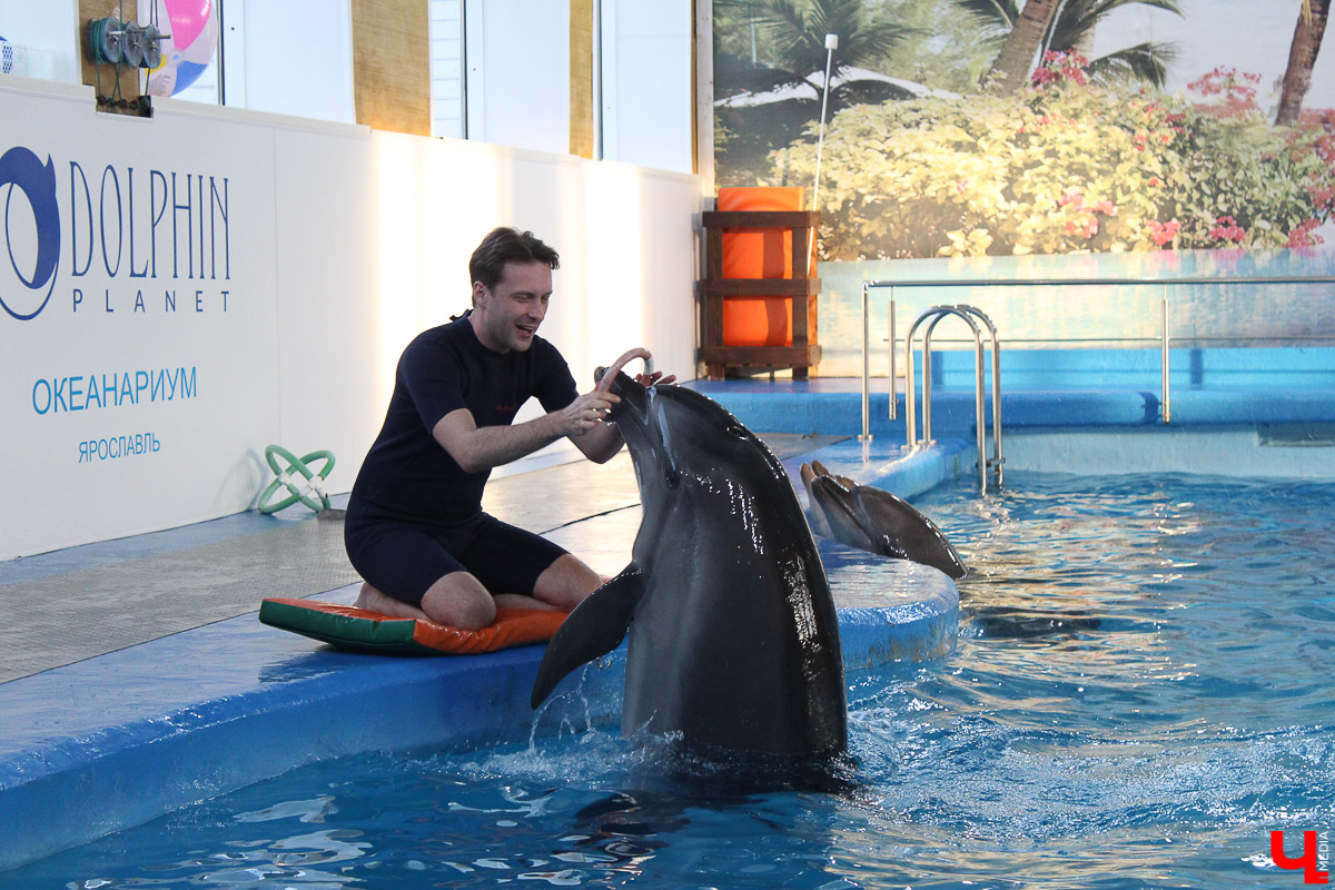 Общение с дельфинами. Думаете, это возможно только летом на юге? А вот и нет – всего лишь каких-то 220 километров от Владимира, и вы оказываетесь в поселке Дубки, в загородном комплексе Dolphin Planet
