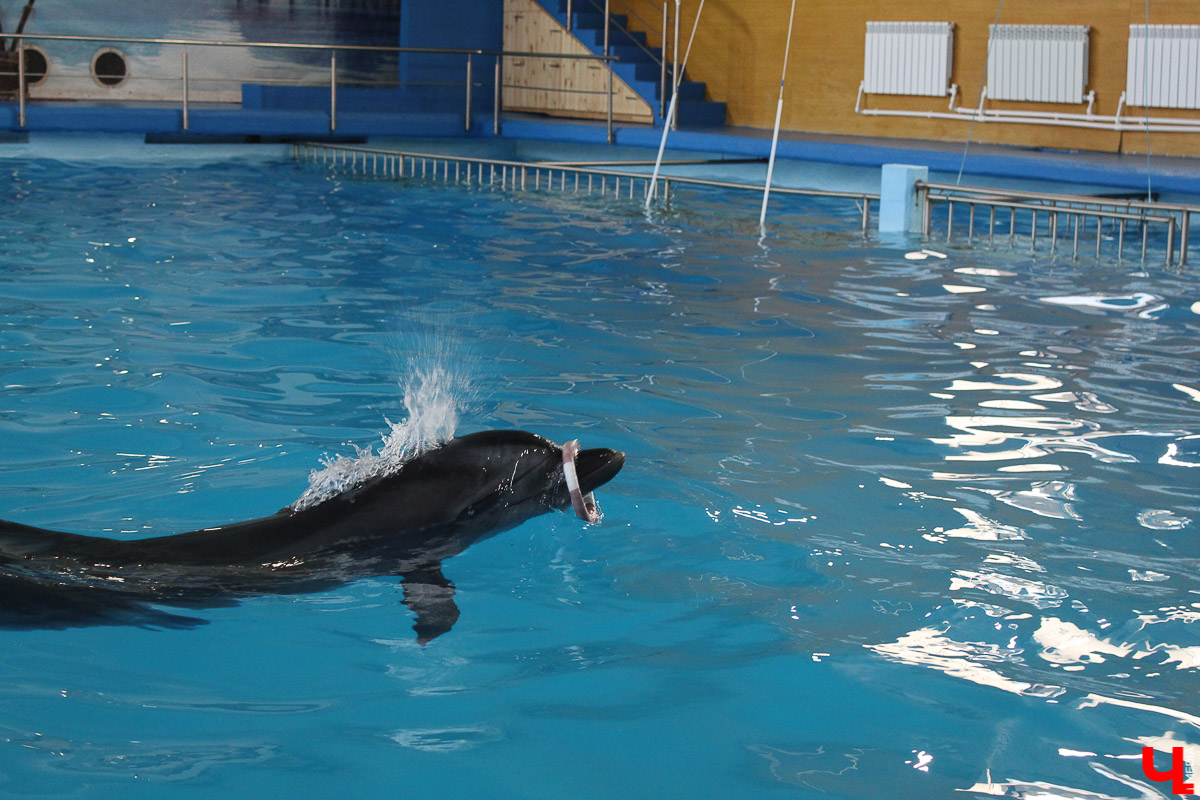 Общение с дельфинами. Думаете, это возможно только летом на юге? А вот и нет – всего лишь каких-то 220 километров от Владимира, и вы оказываетесь в поселке Дубки, в загородном комплексе Dolphin Planet