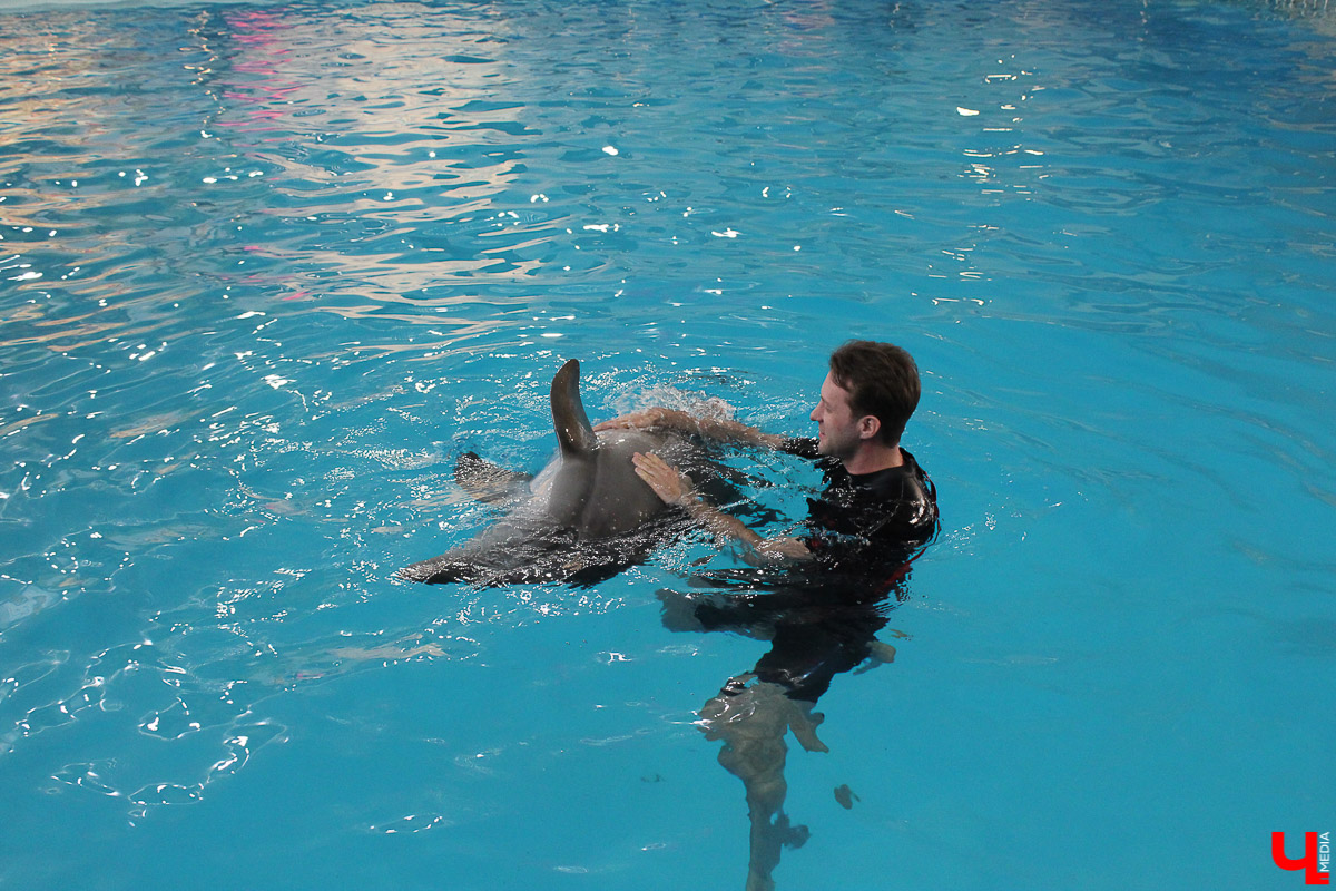 Общение с дельфинами. Думаете, это возможно только летом на юге? А вот и нет – всего лишь каких-то 220 километров от Владимира, и вы оказываетесь в поселке Дубки, в загородном комплексе Dolphin Planet