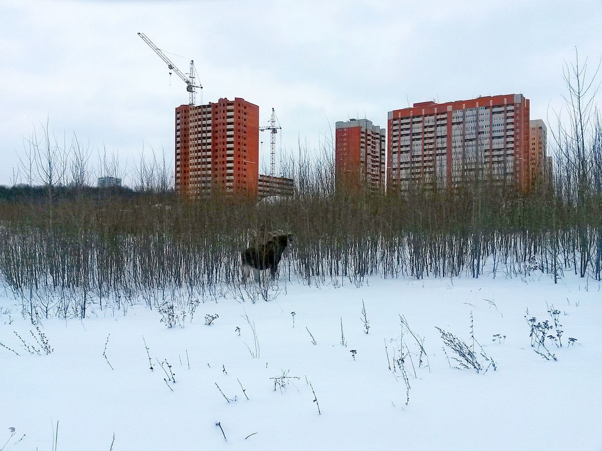 Спортивный комментатор Дмитрий Губерниев высказался в защиту парка “Дружба”. Рядом с зеленой зоной хотят построить многоэтажки