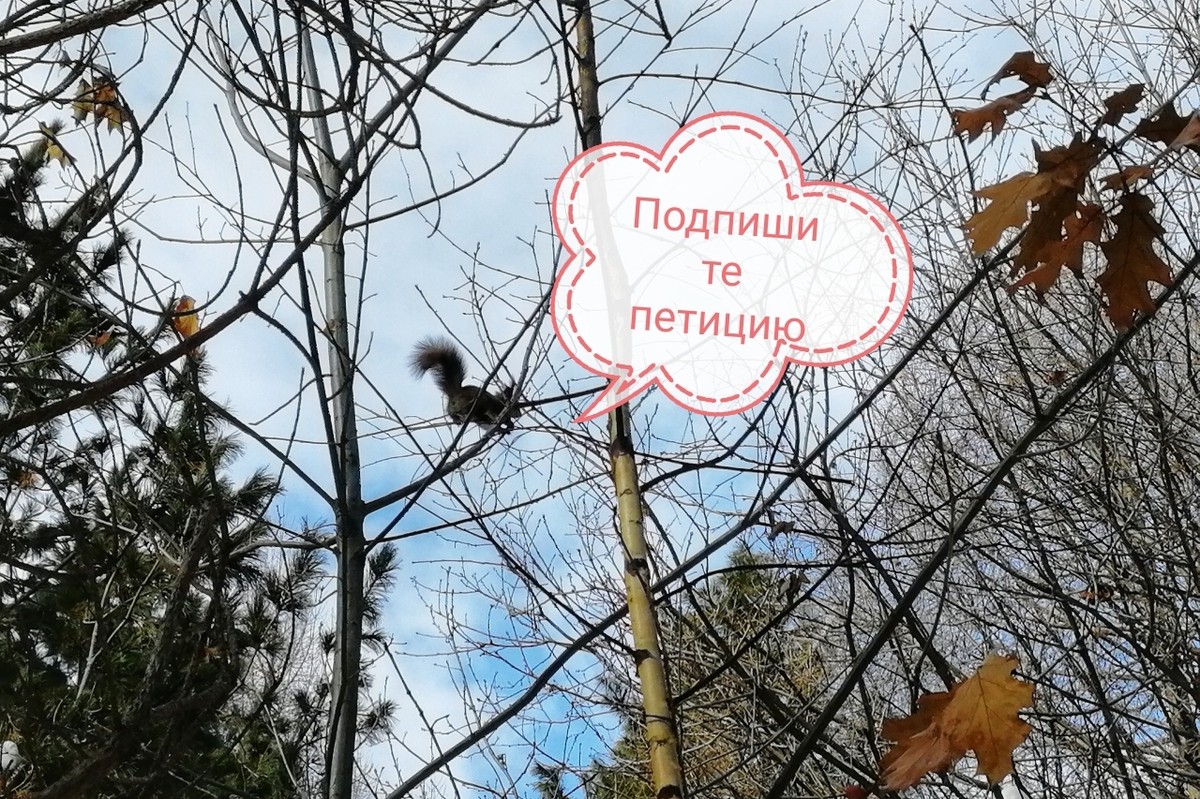 Спортивный комментатор Дмитрий Губерниев высказался в защиту парка “Дружба”. Рядом с зеленой зоной хотят построить многоэтажки