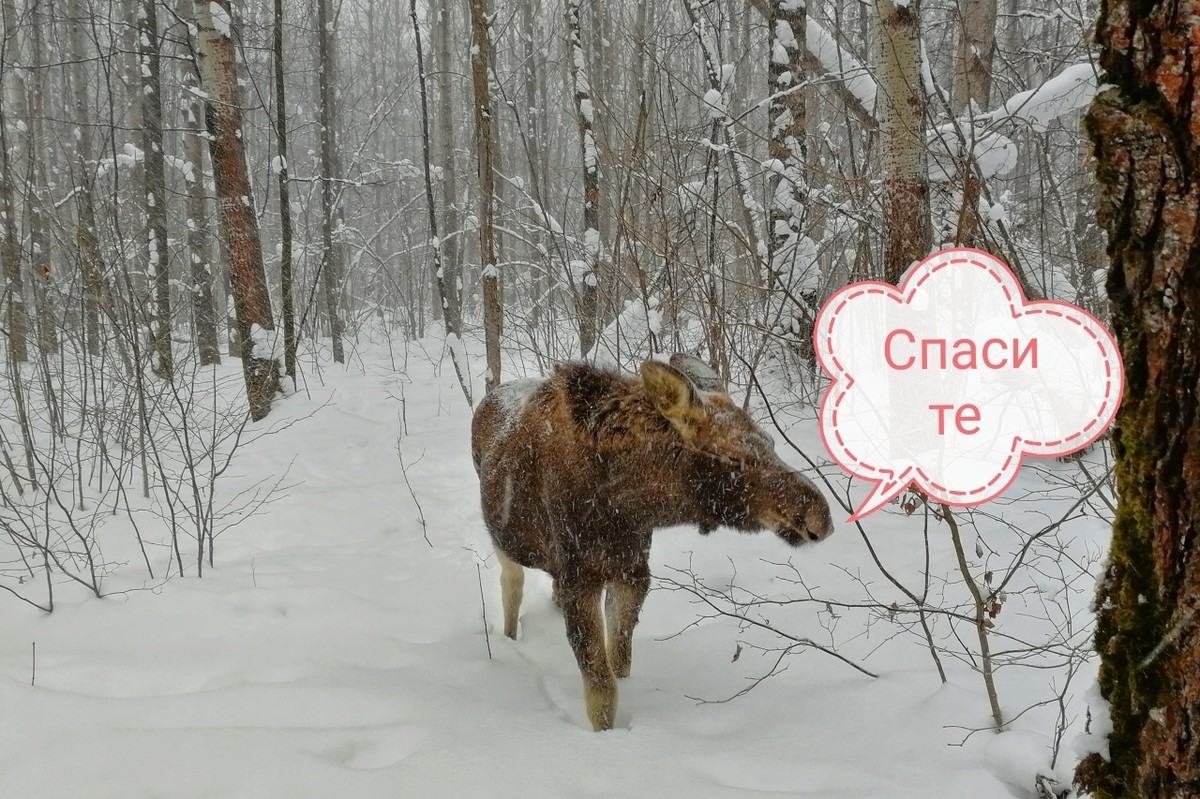 Спортивный комментатор Дмитрий Губерниев высказался в защиту парка “Дружба”. Рядом с зеленой зоной хотят построить многоэтажки