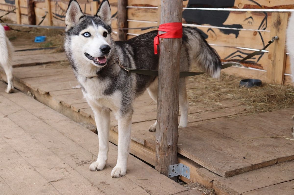 Дом северной собаки