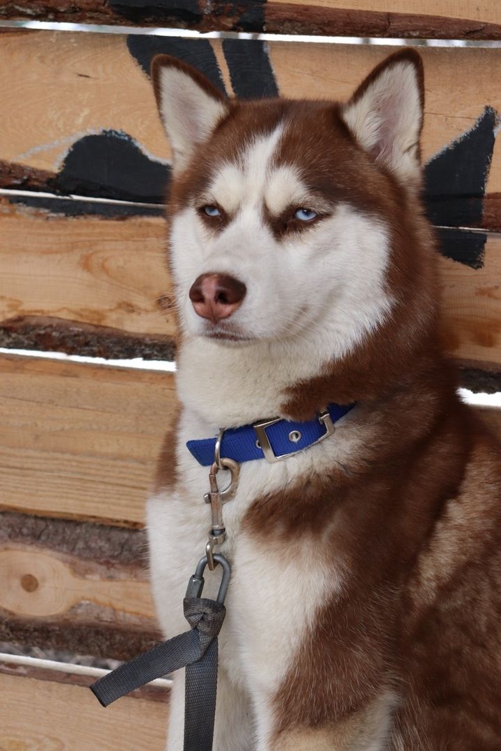 Дом северной собаки