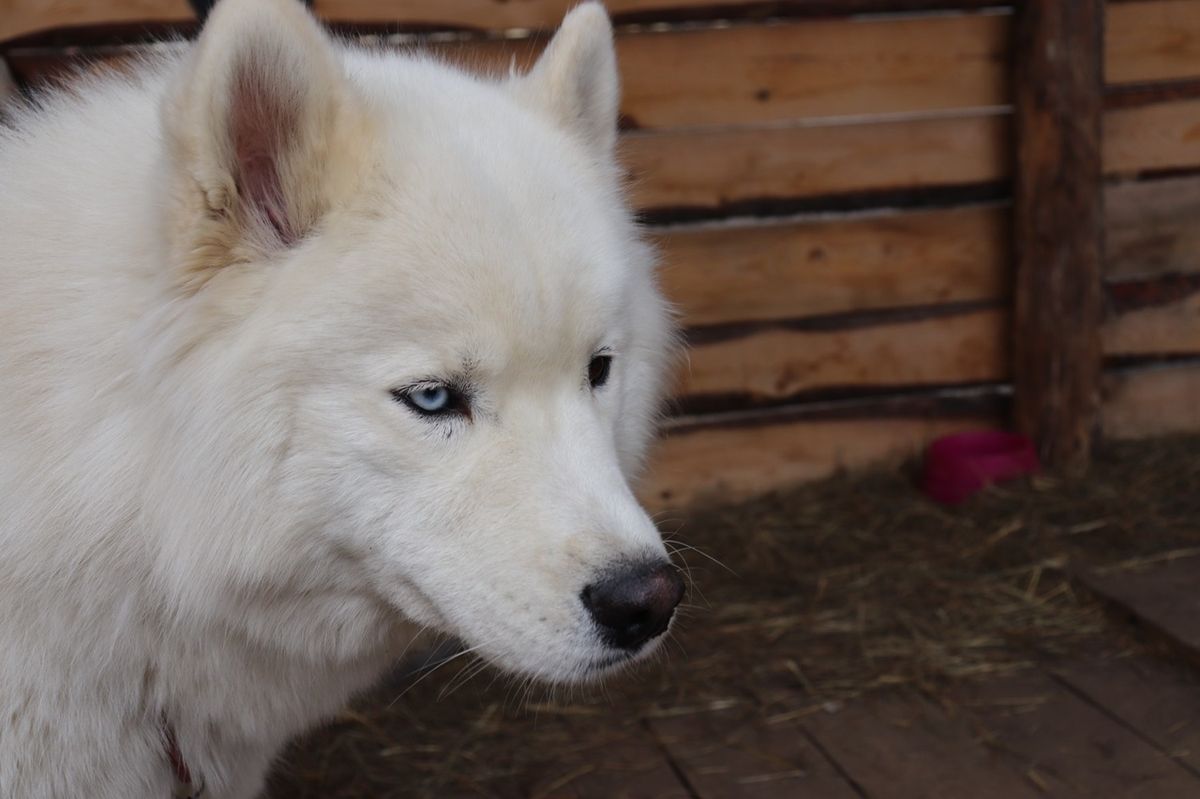 Дом северной собаки