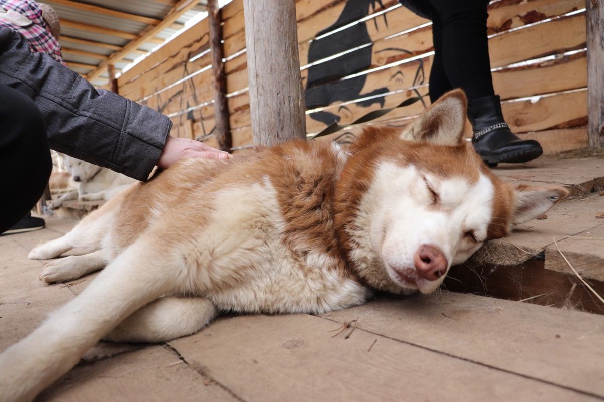 Дом северной собаки