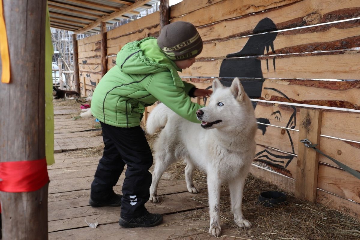 Дом северной собаки
