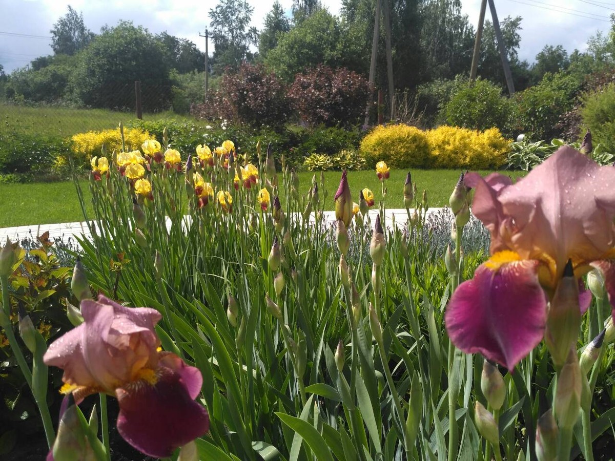 Ландшафтный дизайнер, член Союза художников России Александра Сорокина поделилась лайфхаками: как создать у себя на даче райский уголок. А заодно рассказала о трендах и антитрендах 2019 года