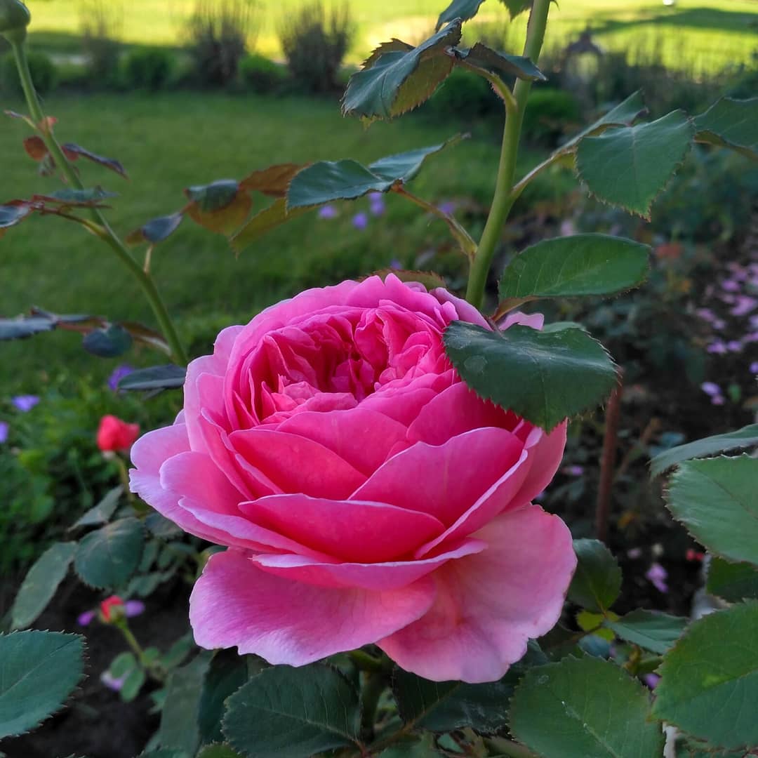 Ландшафтный дизайнер, член Союза художников России Александра Сорокина поделилась лайфхаками: как создать у себя на даче райский уголок. А заодно рассказала о трендах и антитрендах 2019 года