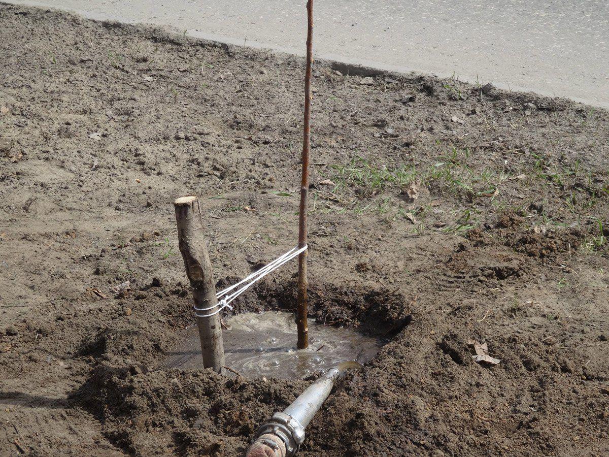 Липы во Владимире