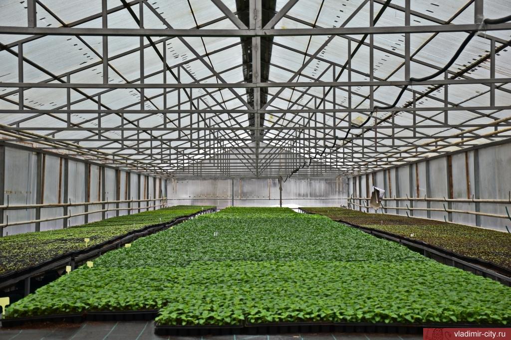 Теплицы во Владимире