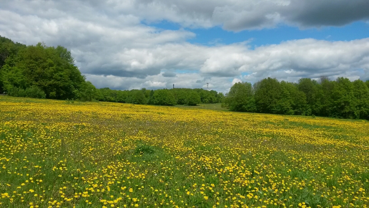 Во Владимире продолжается борьба за парк “Дружба”. Мэрия планирует выстроить рядом с зеленой зоной новый микрорайон. Активисты уверены, что из-за этого город лишится любимого места отдыха. В защиту парка запустили флешмоб