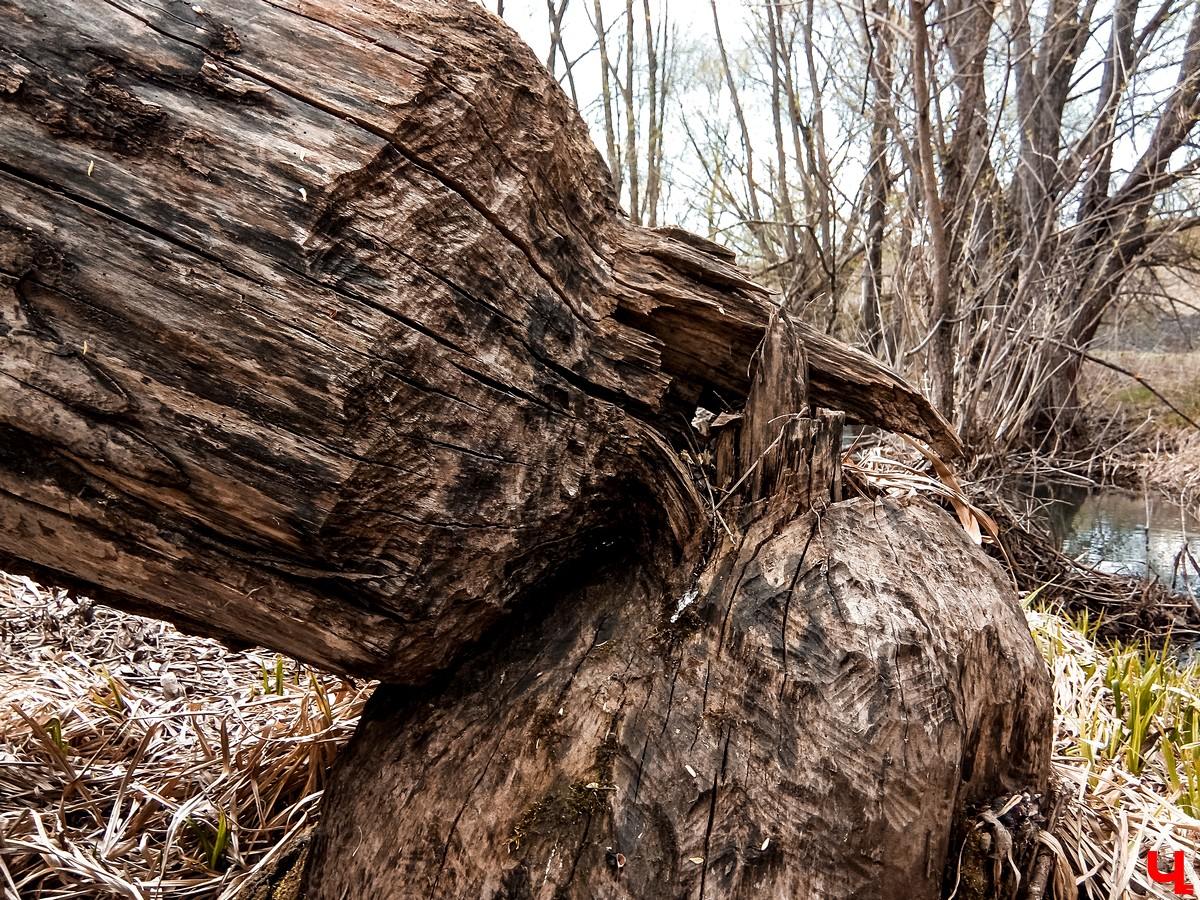 Араповские пещеры в Тульской области