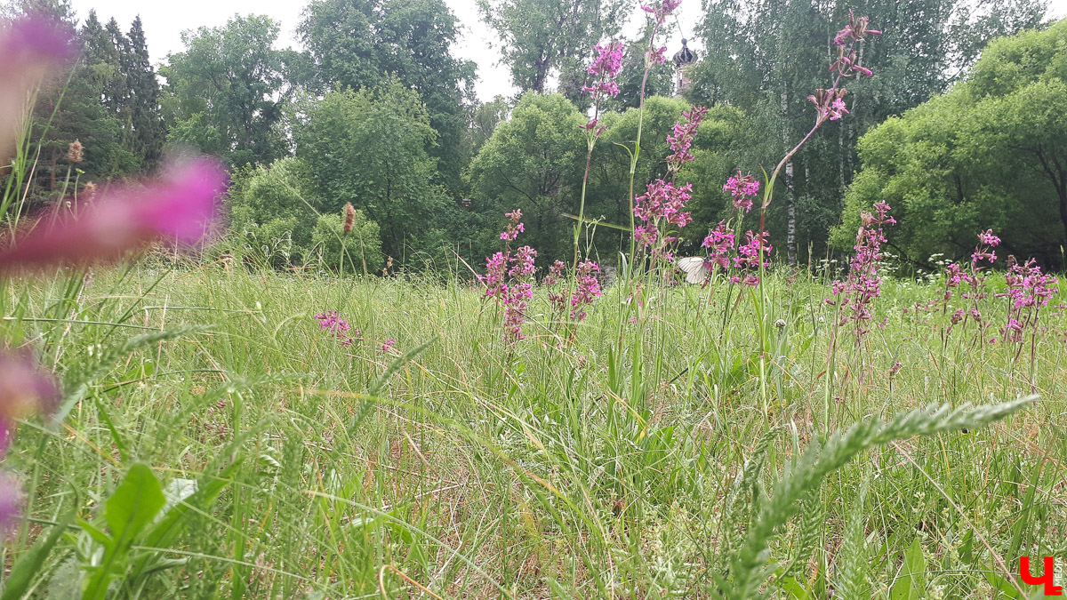 Рассказываем о необычном месте в городской черте. Деревня Ширманиха стала микрорайоном Владимира, но до сих пор это место словно стоит на краю мира. А рядом - очень красивый заброшенный храм