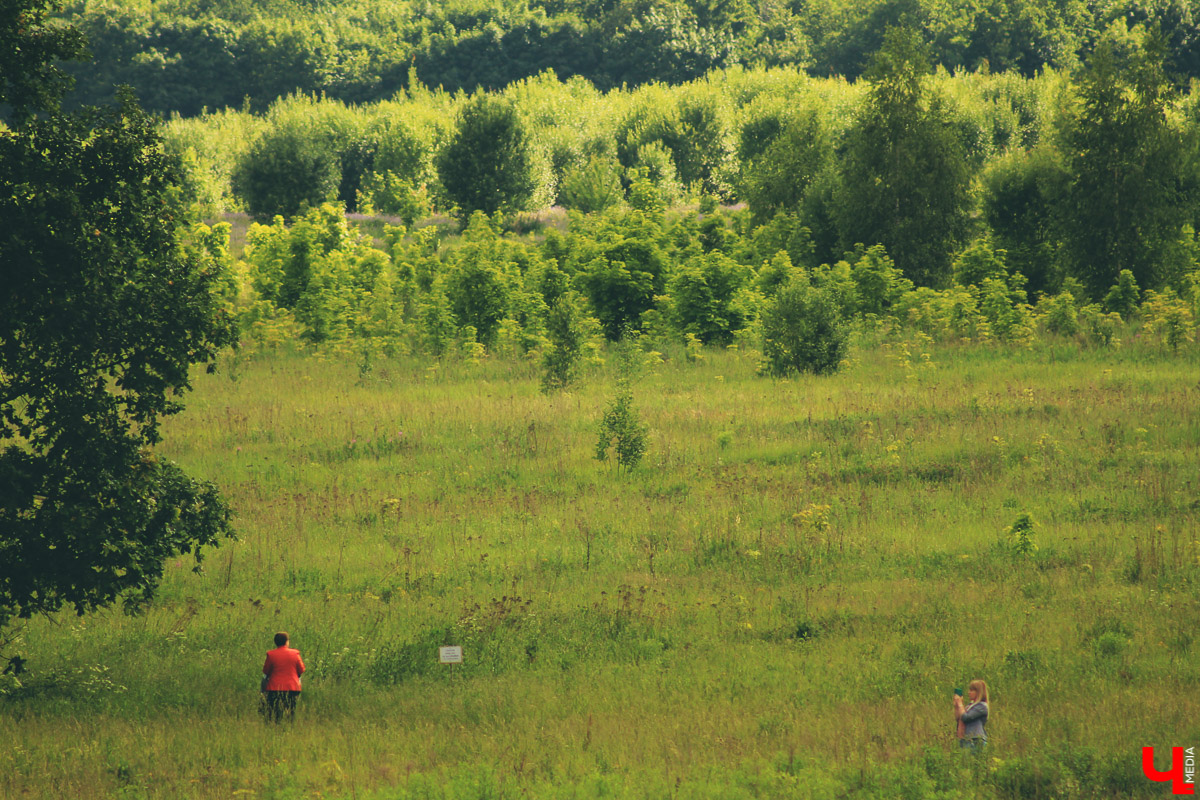 Владимирские музыканты дали концерт на лугу парка “Дружба” Эту территорию власти планируют отдать под застройку. Природа пострадает.
