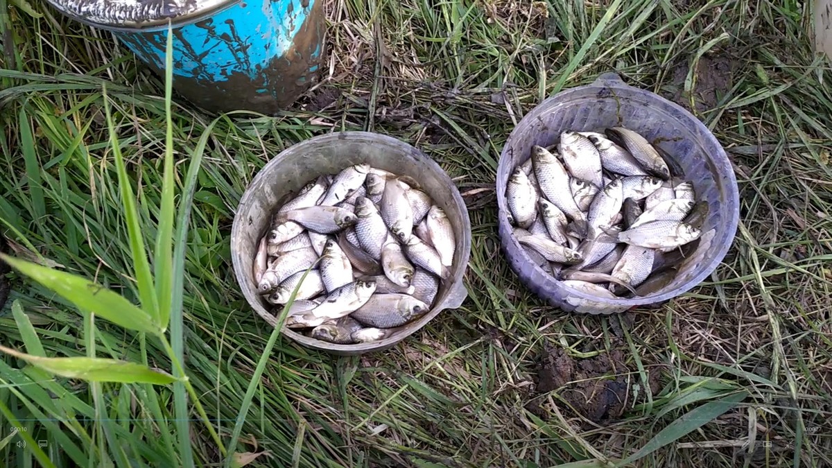 Активисты устроили субботник в парке “Дружба”. Горожане очистили дно пруда от мусора.