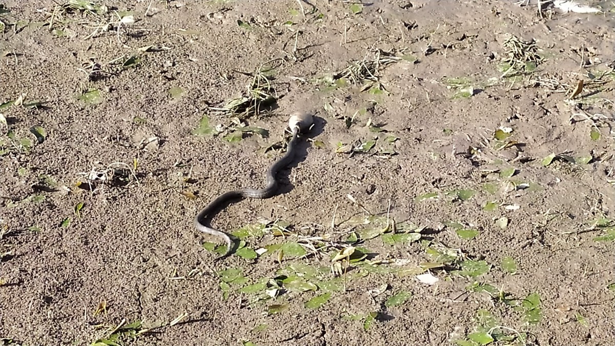 Активисты устроили субботник в парке “Дружба”. Горожане очистили дно пруда от мусора.