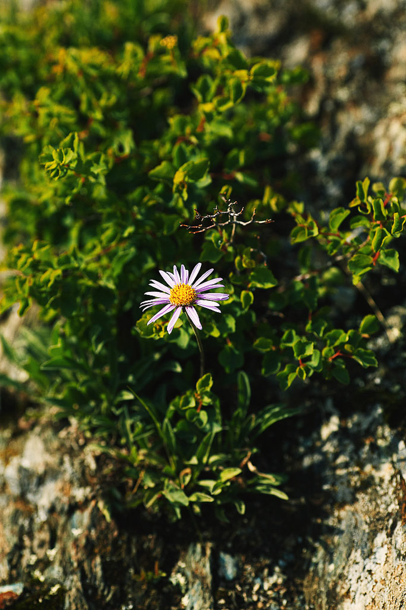7 владимирских ребят отправились на Алтай, причем на русской машине. Добирались до места земляки 3 дня. По пути посетили множество городов. А по приезде рассказали нам, как сэкономить и что посмотреть в одном из самых красивых регионов страны.