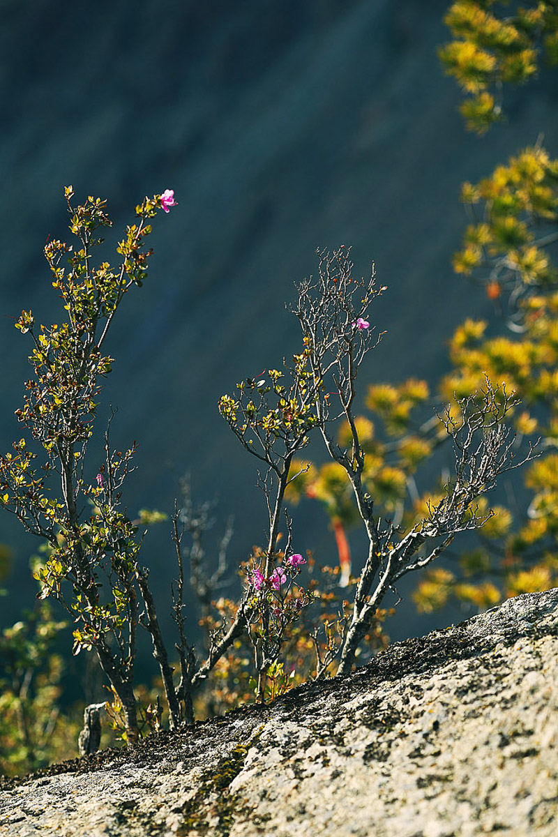 7 владимирских ребят отправились на Алтай, причем на русской машине. Добирались до места земляки 3 дня. По пути посетили множество городов. А по приезде рассказали нам, как сэкономить и что посмотреть в одном из самых красивых регионов страны.