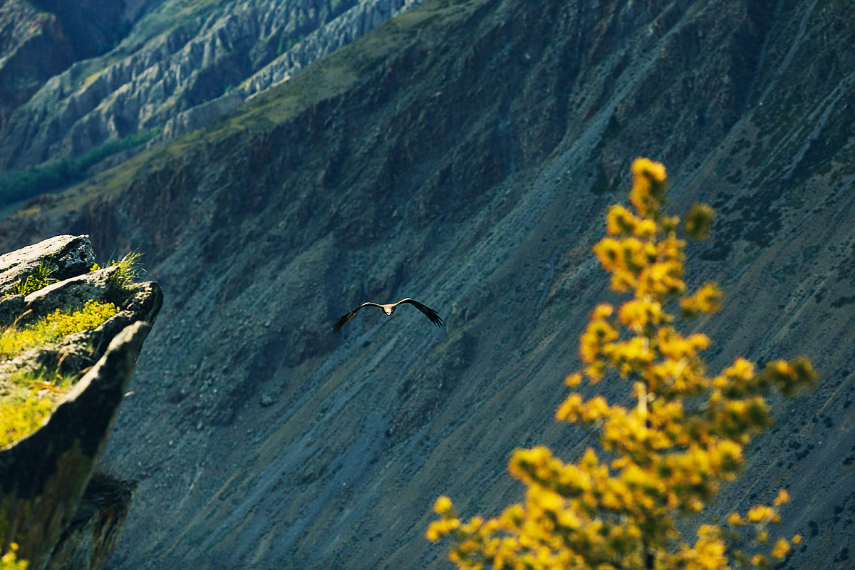 7 владимирских ребят отправились на Алтай, причем на русской машине. Добирались до места земляки 3 дня. По пути посетили множество городов. А по приезде рассказали нам, как сэкономить и что посмотреть в одном из самых красивых регионов страны.