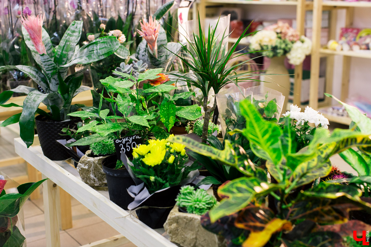 Во Владимире открылся магазин цветов Юлии Красновой. Главные достоинства - самый большой в области холодильник, низкие цены и прямые поставки экзотических цветов.