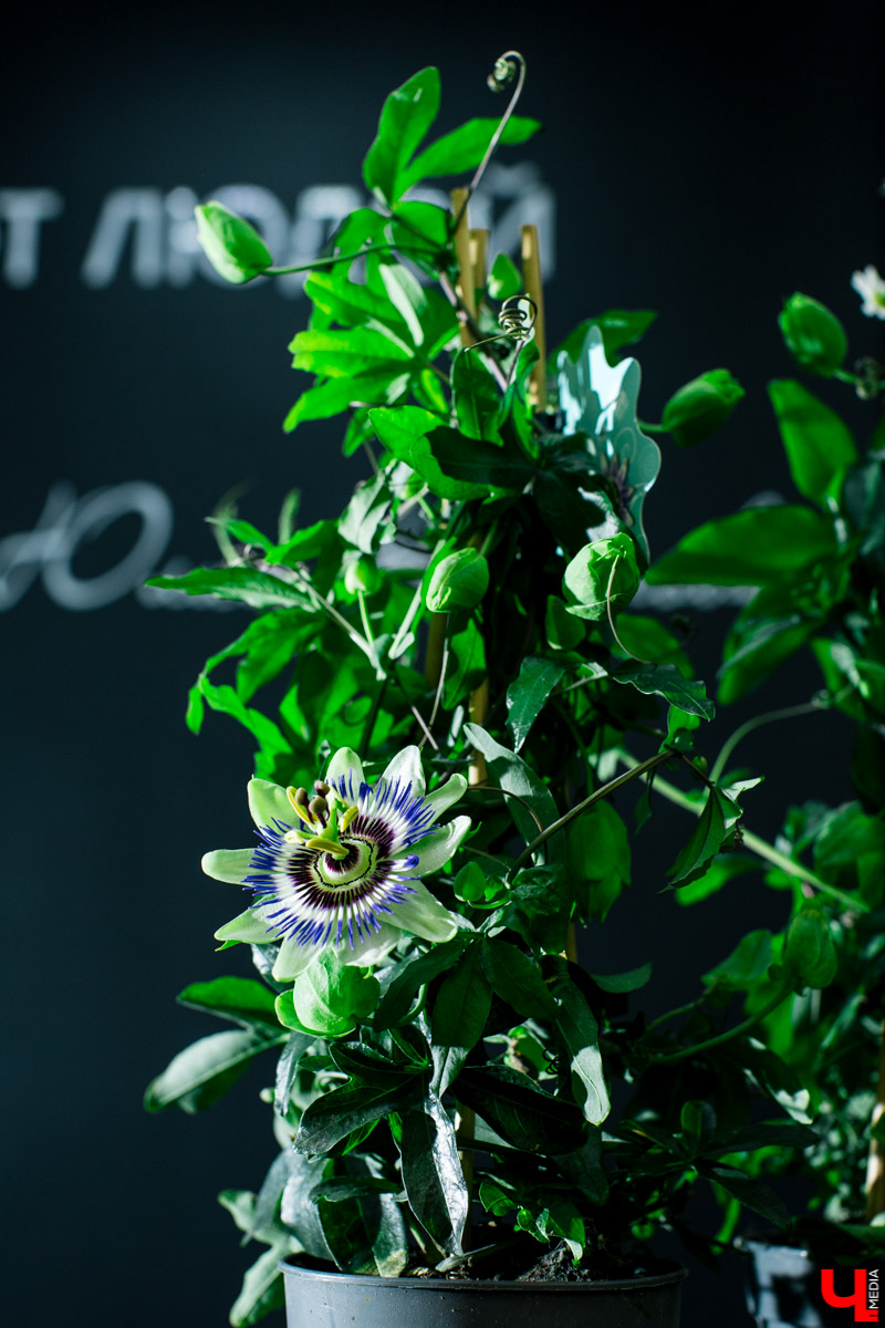 Во Владимире открылся магазин цветов Юлии Красновой. Главные достоинства - самый большой в области холодильник, низкие цены и прямые поставки экзотических цветов.