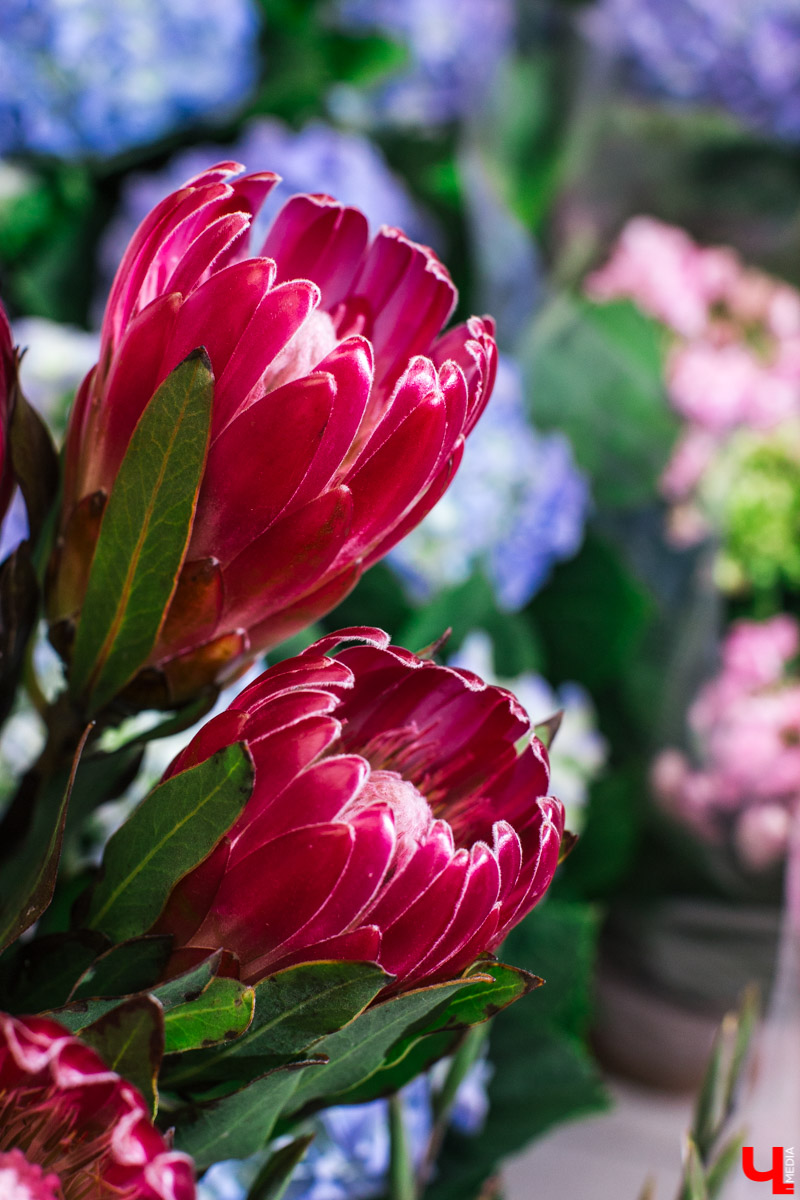 Во Владимире открылся магазин цветов Юлии Красновой. Главные достоинства - самый большой в области холодильник, низкие цены и прямые поставки экзотических цветов.