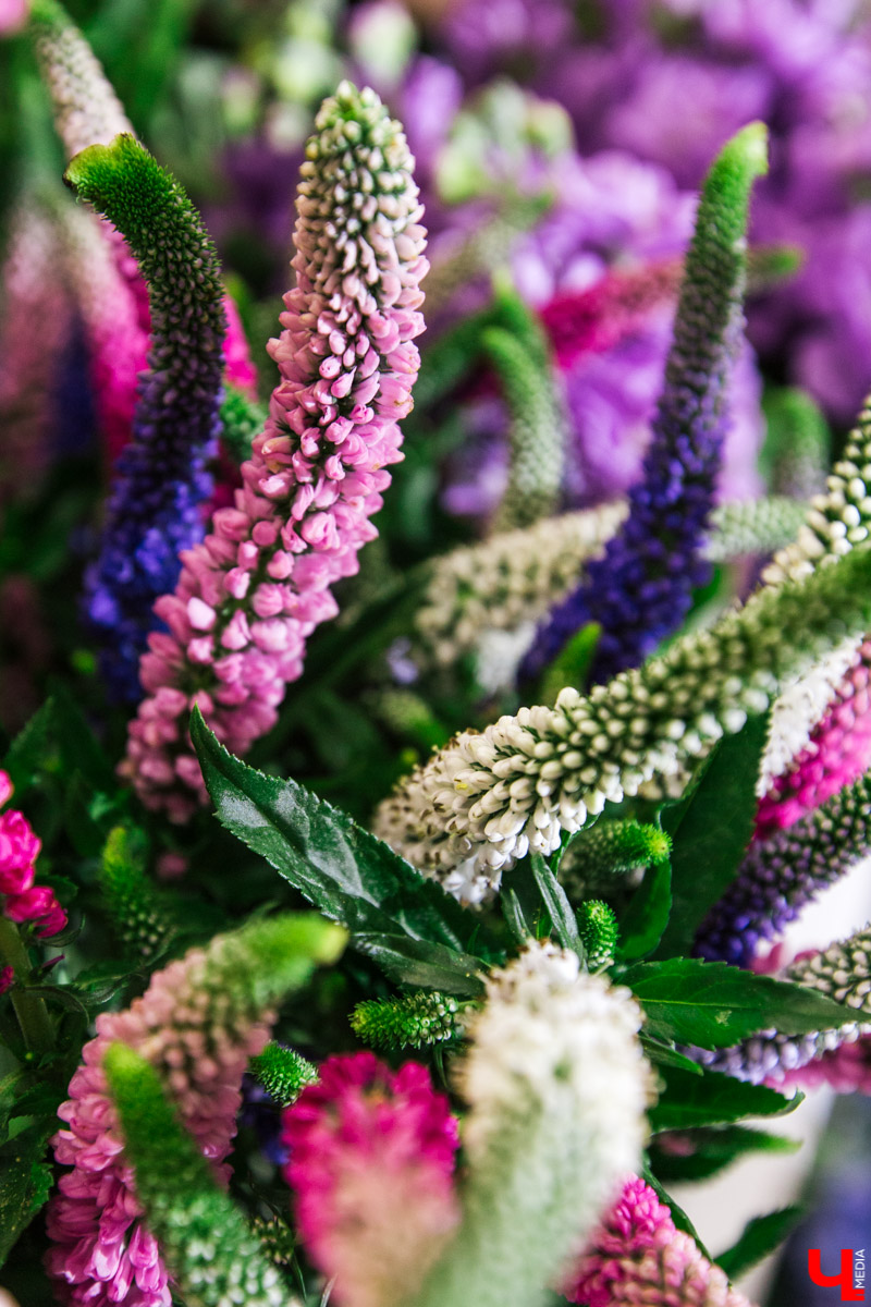 Во Владимире открылся магазин цветов Юлии Красновой. Главные достоинства - самый большой в области холодильник, низкие цены и прямые поставки экзотических цветов.