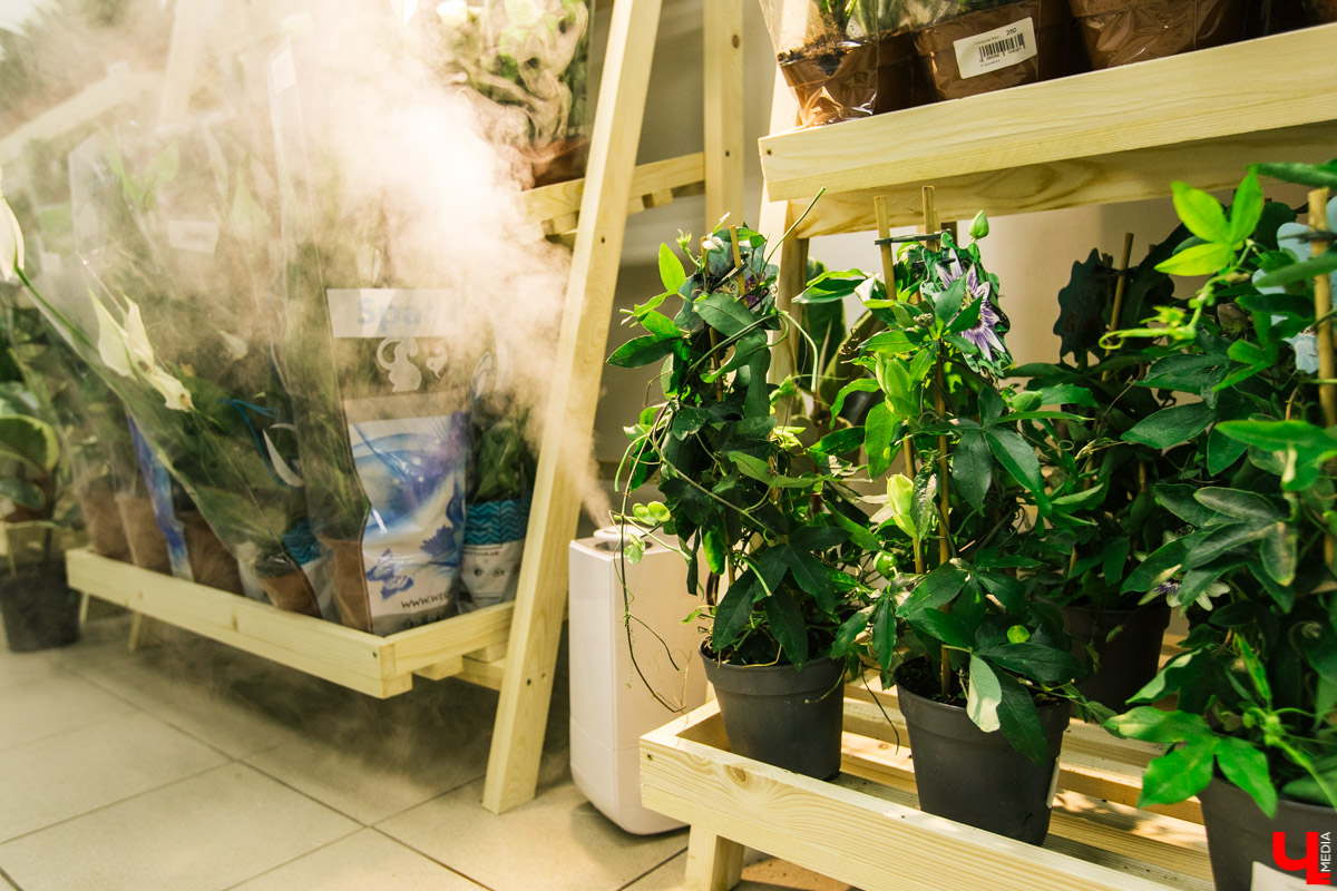 Во Владимире открылся магазин цветов Юлии Красновой. Главные достоинства - самый большой в области холодильник, низкие цены и прямые поставки экзотических цветов.