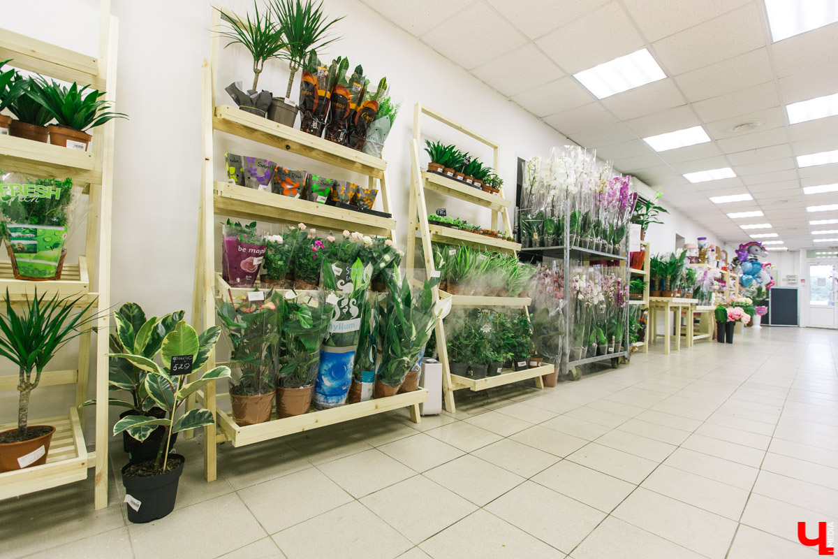 Во Владимире открылся магазин цветов Юлии Красновой. Главные достоинства - самый большой в области холодильник, низкие цены и прямые поставки экзотических цветов.