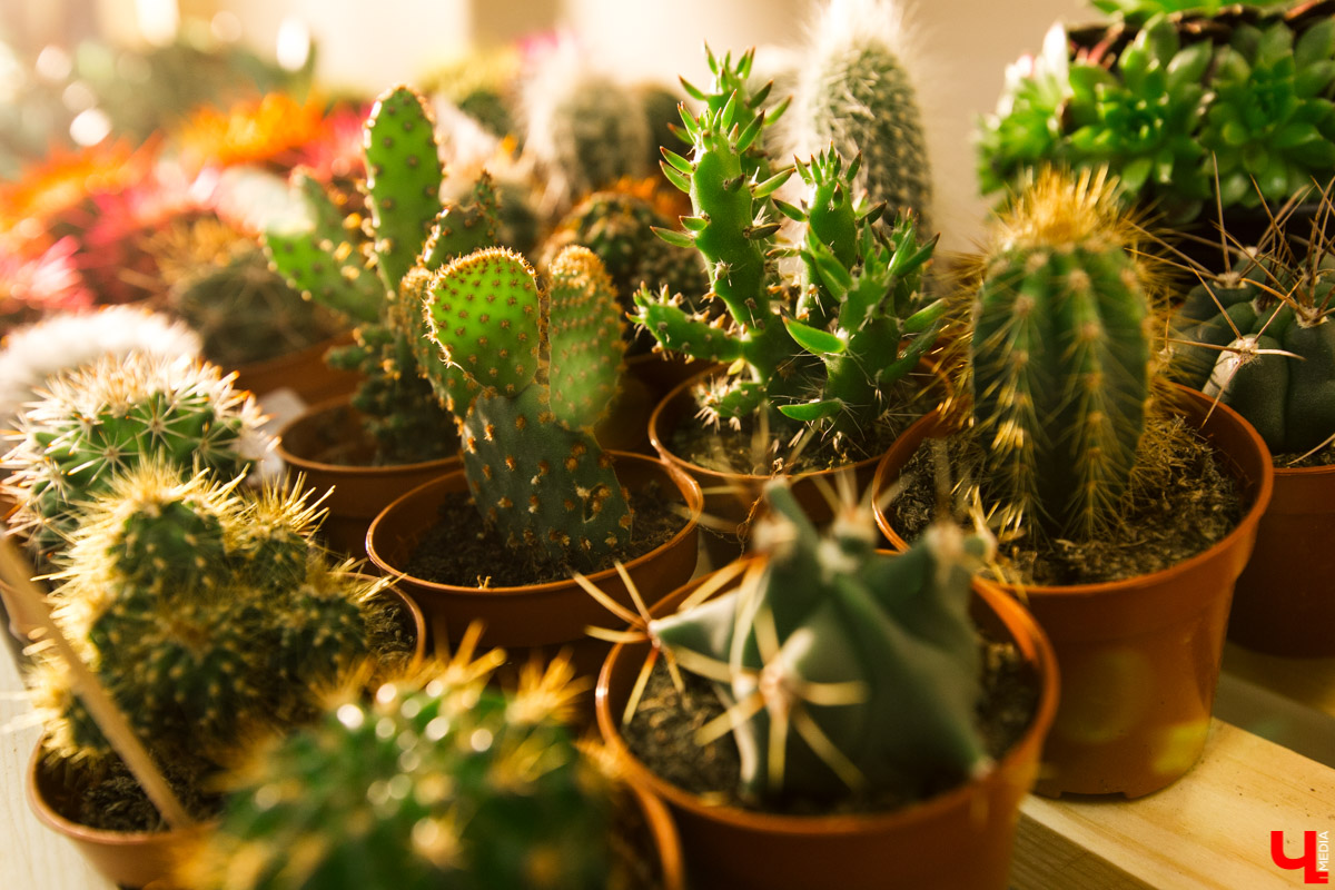 Во Владимире открылся магазин цветов Юлии Красновой. Главные достоинства - самый большой в области холодильник, низкие цены и прямые поставки экзотических цветов.