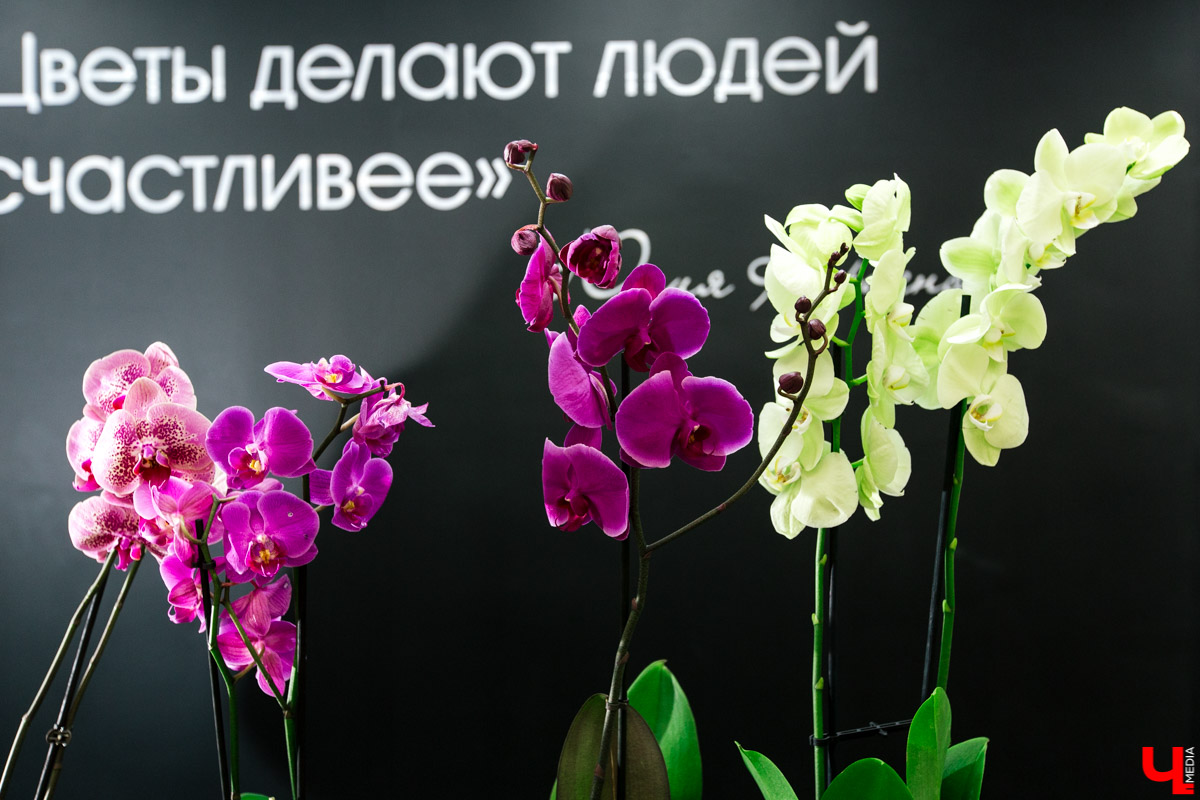 Во Владимире открылся магазин цветов Юлии Красновой. Главные достоинства - самый большой в области холодильник, низкие цены и прямые поставки экзотических цветов.