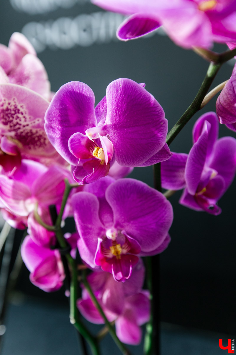 Во Владимире открылся магазин цветов Юлии Красновой. Главные достоинства - самый большой в области холодильник, низкие цены и прямые поставки экзотических цветов.