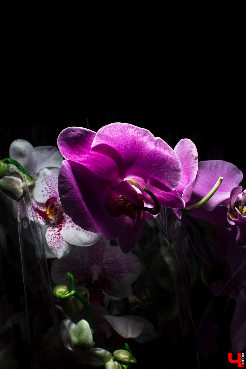 Во Владимире открылся магазин цветов Юлии Красновой. Главные достоинства - самый большой в области холодильник, низкие цены и прямые поставки экзотических цветов.