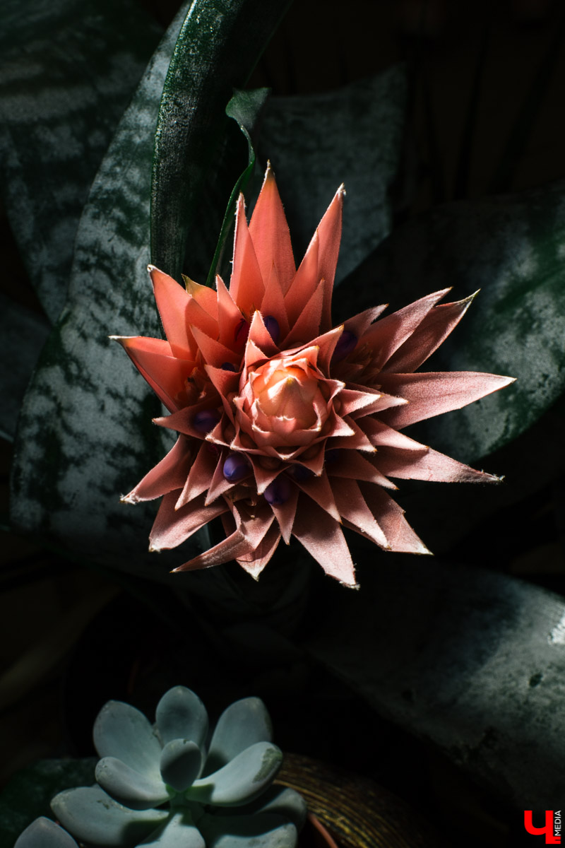 Во Владимире открылся магазин цветов Юлии Красновой. Главные достоинства - самый большой в области холодильник, низкие цены и прямые поставки экзотических цветов.