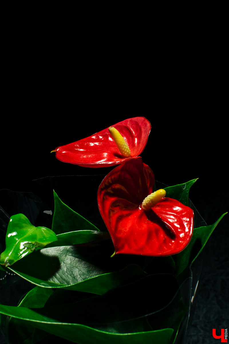 Во Владимире открылся магазин цветов Юлии Красновой. Главные достоинства - самый большой в области холодильник, низкие цены и прямые поставки экзотических цветов.