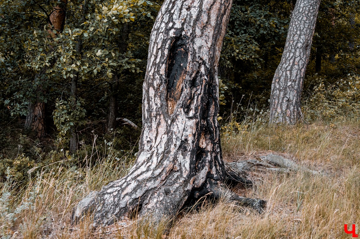 Экскурсия по имению Безобразовых в селе Патакино. Фотографии руин и сохранившихся построек