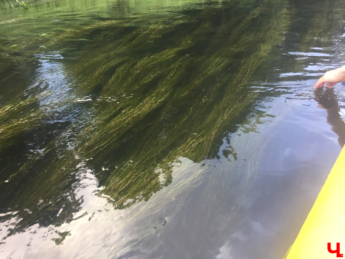 Корреспондент “Ключ-Медиа” сплавился на байдарке по реке Судогда. Маршрут пролегал от одноименного города до места впадения реки в Клязьму. Какие же локации стали самыми интересными? Узнаете, прочитав наш материал.