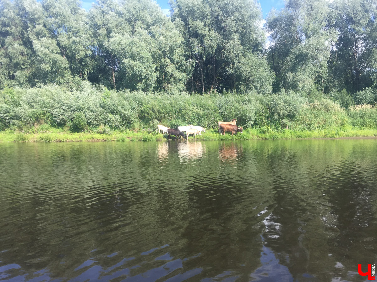 Корреспондент “Ключ-Медиа” сплавился на байдарке по реке Судогда. Маршрут пролегал от одноименного города до места впадения реки в Клязьму. Какие же локации стали самыми интересными? Узнаете, прочитав наш материал.