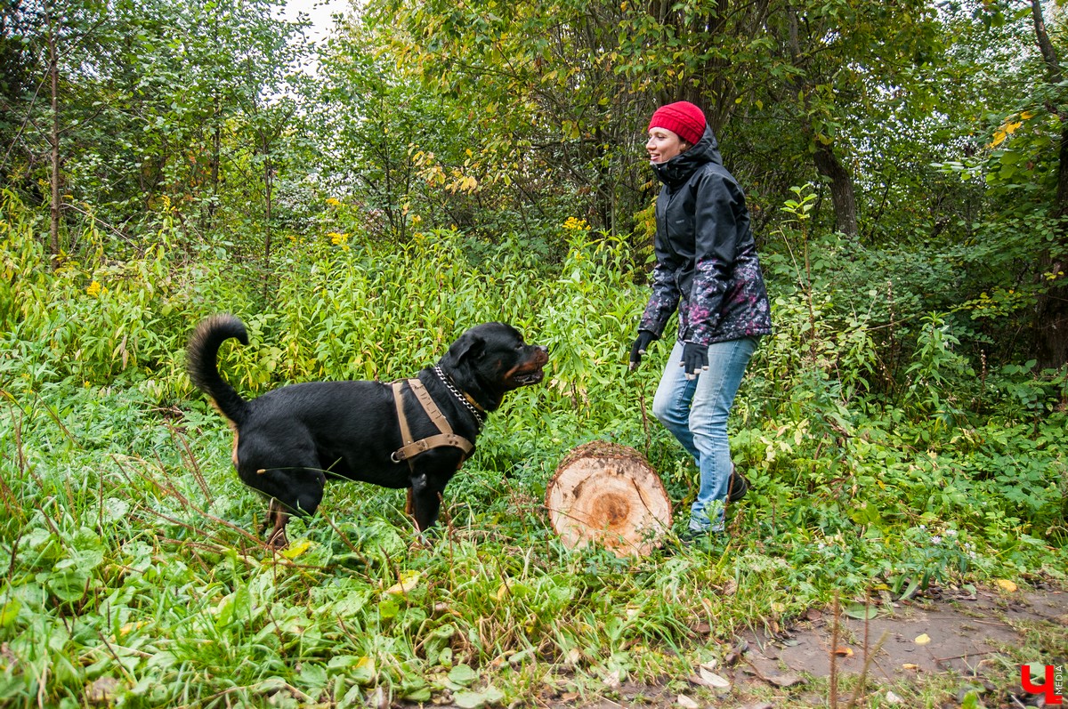 Владимирские активисты предложили установить в парке у ДТЮ 5 лавочек. В мэрии отказались это делать без общественных слушаний. Поэтому теперь горожане намерены сами благоустроить эту территорию