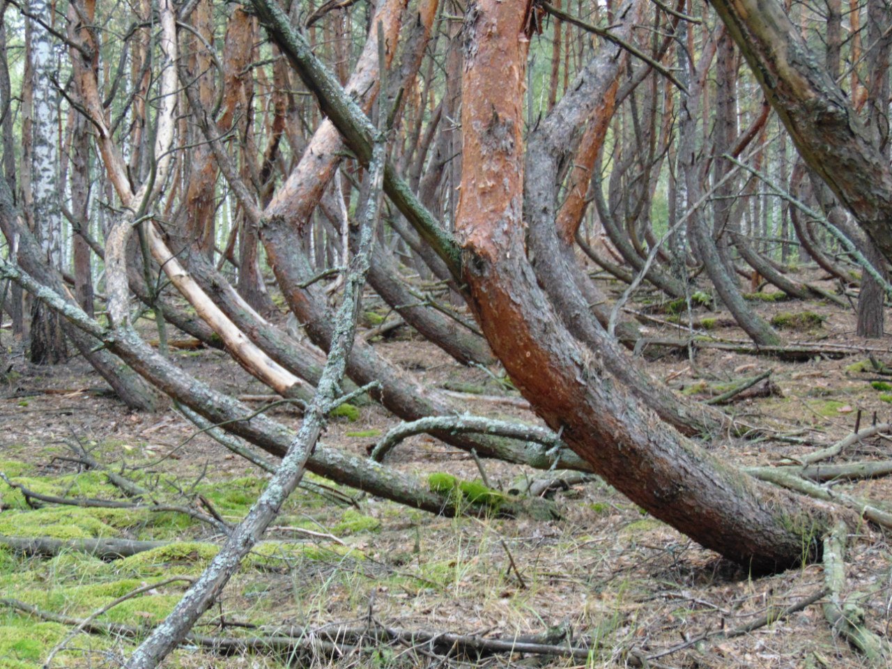 Исследователь аномальных явлений Дмитрий Савва побывал в “пьяном” лесу. Это загадочное место в Рязанской области, где растут странно изогнутые деревья.