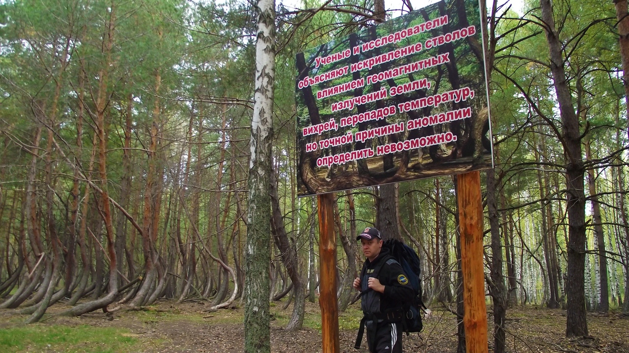 Исследователь аномальных явлений Дмитрий Савва побывал в “пьяном” лесу. Это загадочное место в Рязанской области, где растут странно изогнутые деревья.