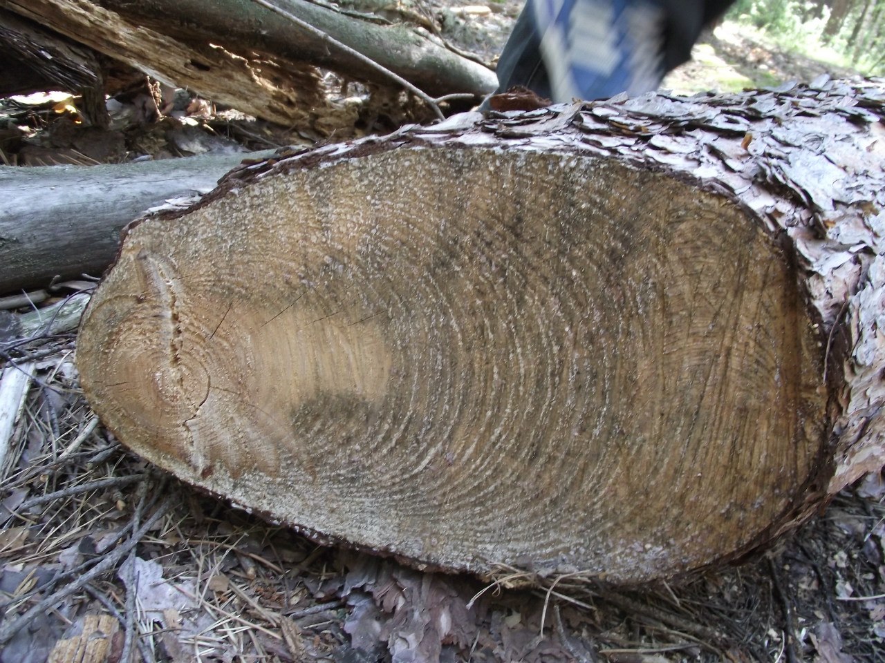 Исследователь аномальных явлений Дмитрий Савва побывал в “пьяном” лесу. Это загадочное место в Рязанской области, где растут странно изогнутые деревья.