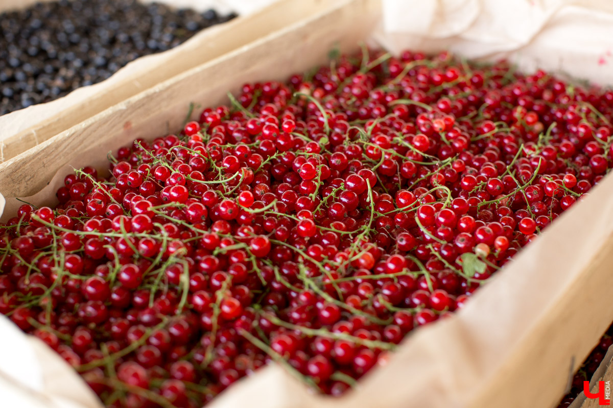 В Юрьев-Польском районе реализуется уникальный проект “Малина в шоке”. Владимирский хлебокомбинат планирует выращивать ягоды в промышленных масштабах