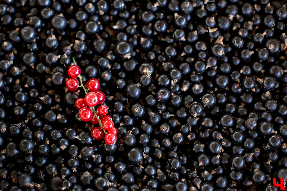 В Юрьев-Польском районе реализуется уникальный проект “Малина в шоке”. Владимирский хлебокомбинат планирует выращивать ягоды в промышленных масштабах