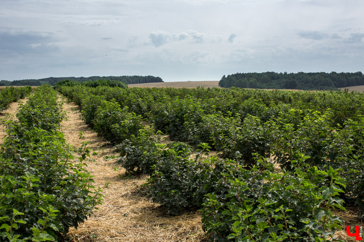 В Юрьев-Польском районе реализуется уникальный проект “Малина в шоке”. Владимирский хлебокомбинат планирует выращивать ягоды в промышленных масштабах