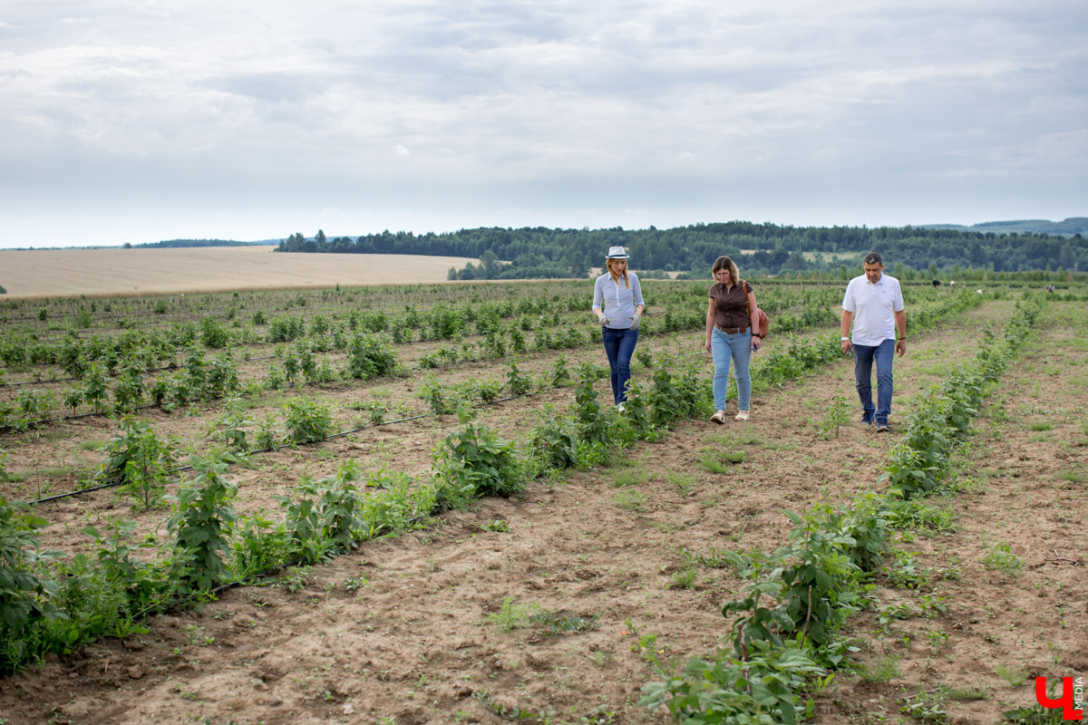 В Юрьев-Польском районе реализуется уникальный проект “Малина в шоке”. Владимирский хлебокомбинат планирует выращивать ягоды в промышленных масштабах