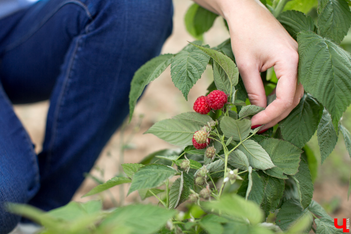 В Юрьев-Польском районе реализуется уникальный проект “Малина в шоке”. Владимирский хлебокомбинат планирует выращивать ягоды в промышленных масштабах