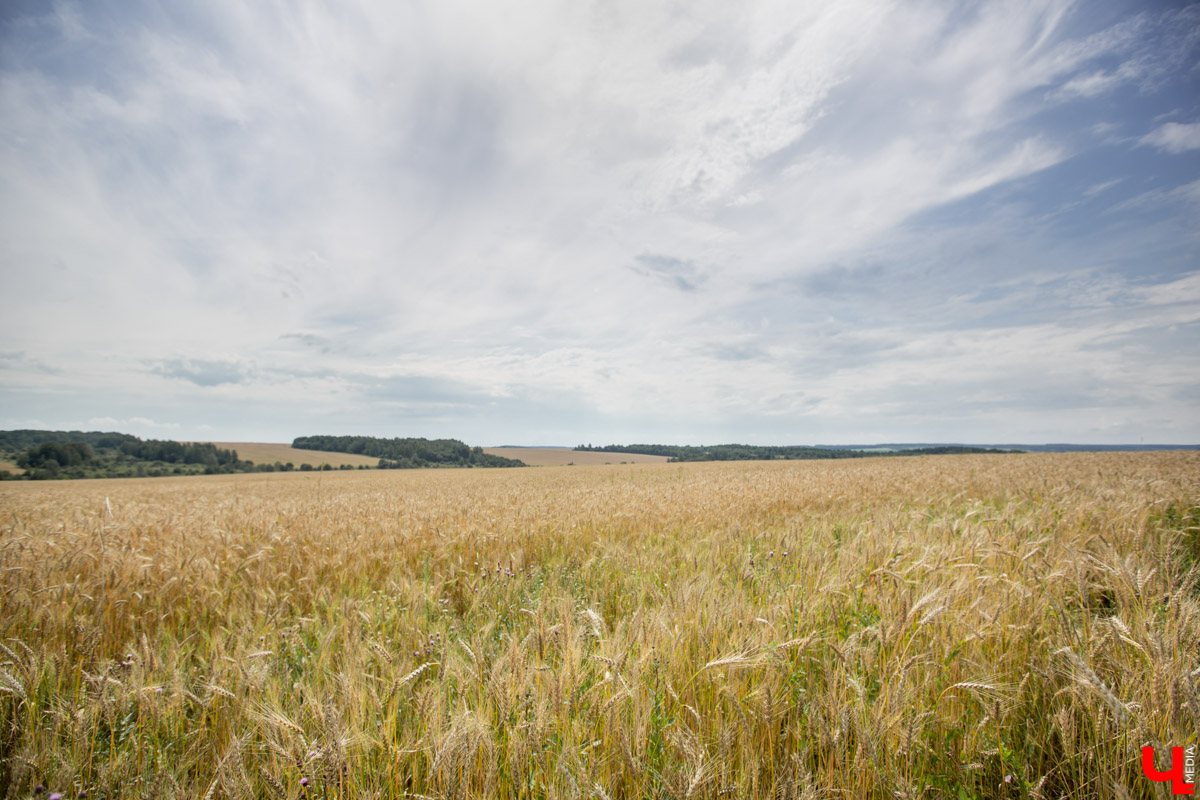 В Юрьев-Польском районе реализуется уникальный проект “Малина в шоке”. Владимирский хлебокомбинат планирует выращивать ягоды в промышленных масштабах