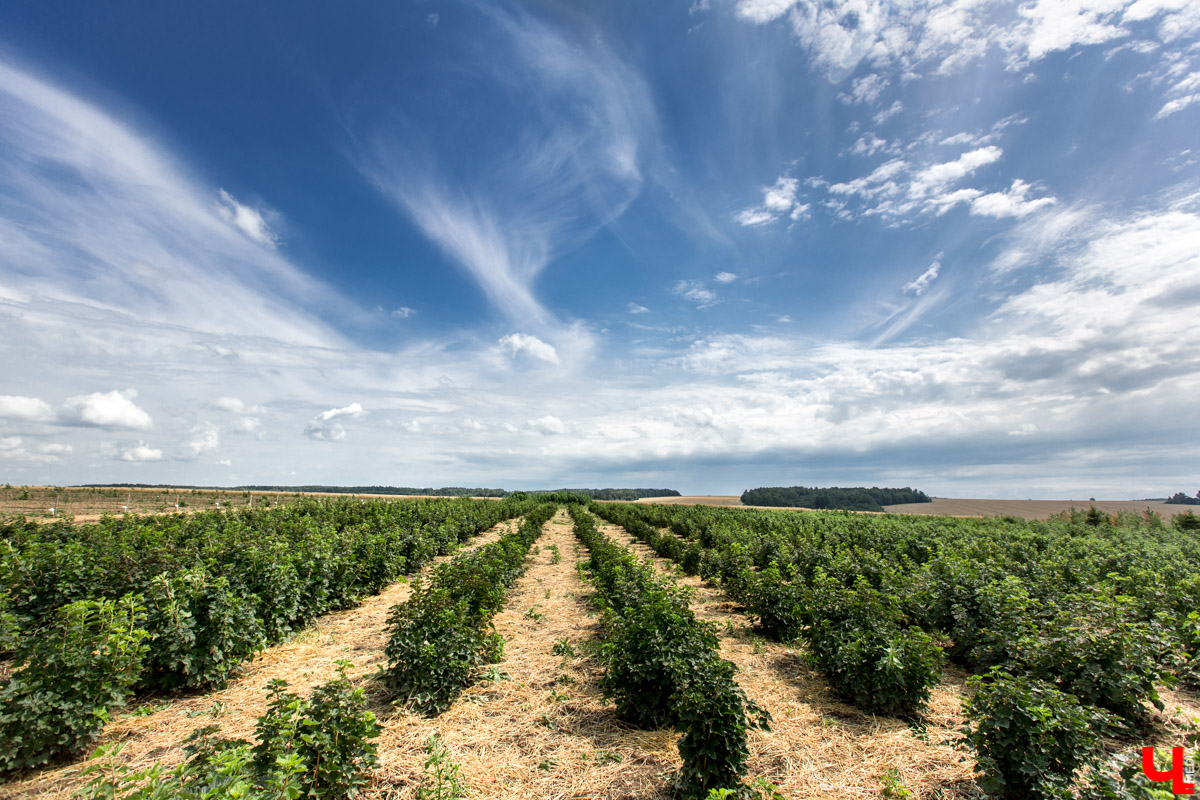 В Юрьев-Польском районе реализуется уникальный проект “Малина в шоке”. Владимирский хлебокомбинат планирует выращивать ягоды в промышленных масштабах